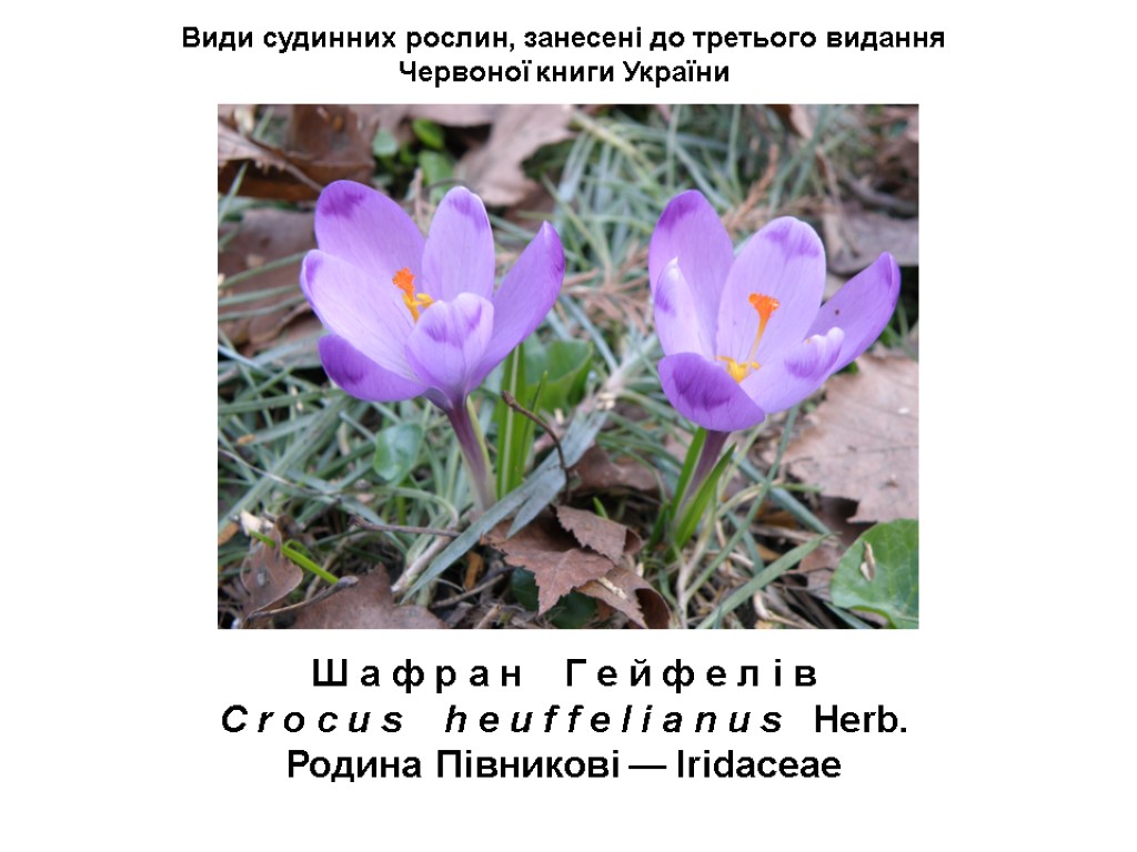 Види судинних рослин, занесені до третього видання Червоної книги України Ш а ф р